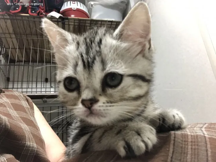 ID:1905-01456の子猫