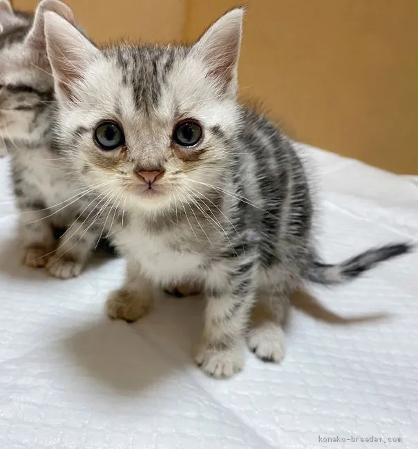 ID：2010-01125の子猫