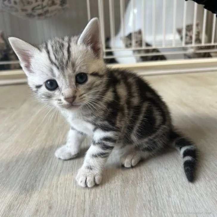 ID：2309-02026の子猫
