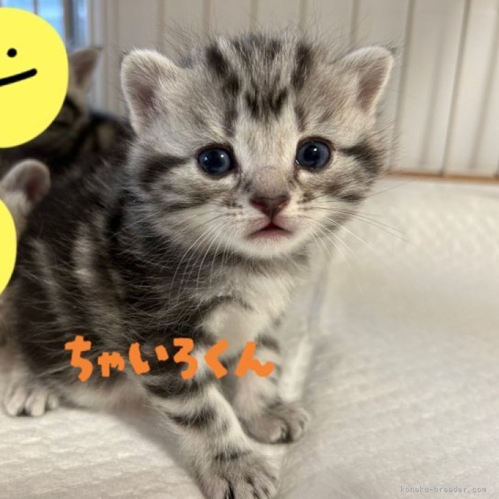 しろまま 様のお迎えした子猫