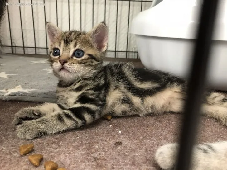 ID：1807-00086の子猫