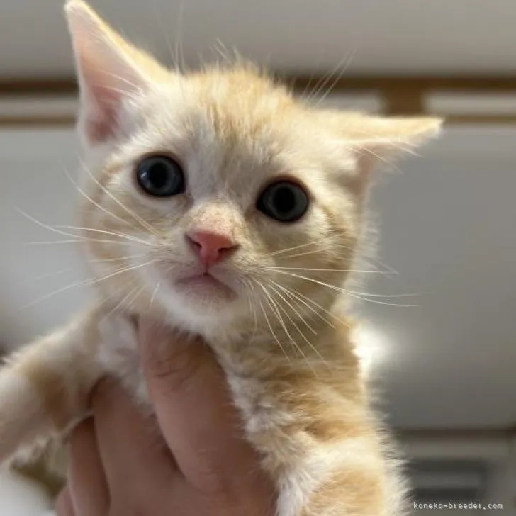 ID:2302-01504の子猫