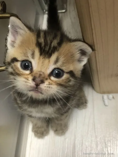 ID:1811-00254の子猫