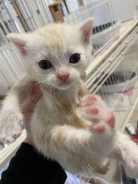 アメリカンショートヘア【東京都・男の子・2022年1月20日・クリームカメオタビー】の写真「キレイな毛色に可愛いお顔。」