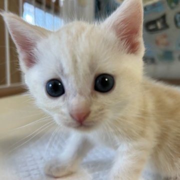 アメリカンショートヘア【東京都・女の子・2023年6月30日・クリームカメオタビー】の写真「柔らかい雰囲気のお顔と綺麗な柄」