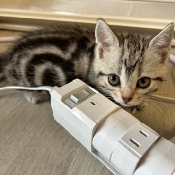 アメリカンショートヘア【東京都・女の子・2023年1月28日・シルバータビー】の写真「滑らか毛質」