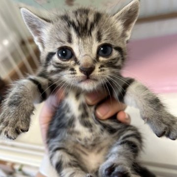 アメリカンショートヘア【東京都・男の子・2023年2月20日・シルバータビー】の写真「濃いめの柄で男の子らしい！」