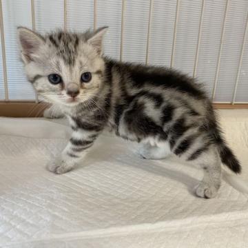 アメリカンショートヘア【東京都・女の子・2022年6月28日・シルバータビー】の写真「ふわふわな体♡」