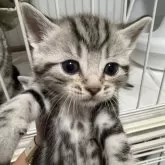 アメリカンショートヘア【東京都・男の子・2024年10月13日・シルバータビー】の写真1