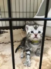 アメリカンショートヘア【東京都・男の子・2017年7月16日・シルバータビー】の写真2