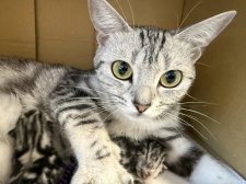 アメリカンショートヘア【・女の子・2024年3月24日・シルバータビー】