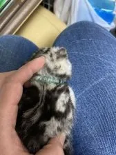 アメリカンショートヘア【東京都・男の子・2021年3月8日・シルバータビー】の写真3「目印に水色の首輪を付けました」