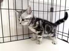 アメリカンショートヘア【東京都・男の子・2025年4月3日・シルバータビー】の写真11