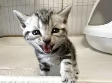 アメリカンショートヘア【東京都・男の子・2025年4月3日・シルバータビー】の写真7