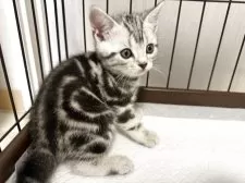 アメリカンショートヘア【東京都・男の子・2025年4月3日・シルバータビー】の写真3