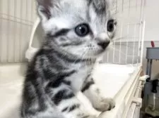 アメリカンショートヘア【東京都・男の子・2025年4月3日・シルバータビー】の写真8