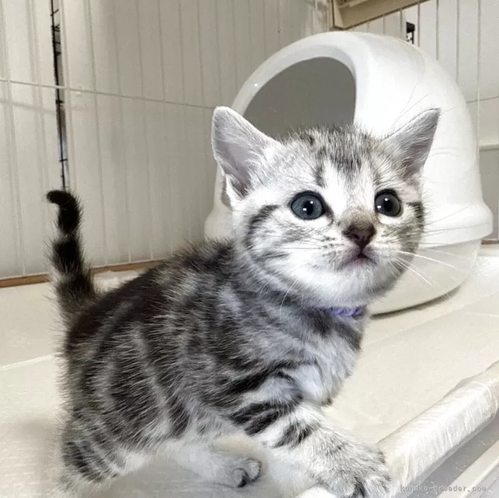 ID:2504-03384の子猫