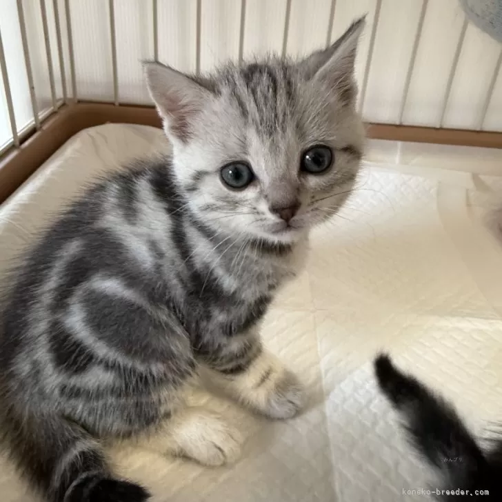 ID:2502-02182の子猫