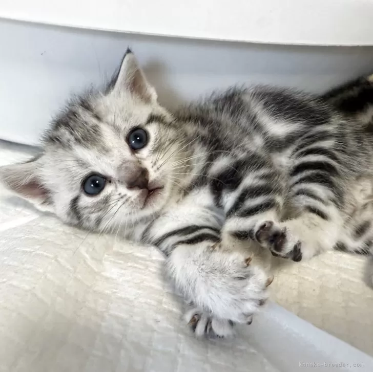 ID：2508-02072の子猫