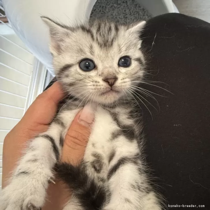 ID:2506-00168の子猫