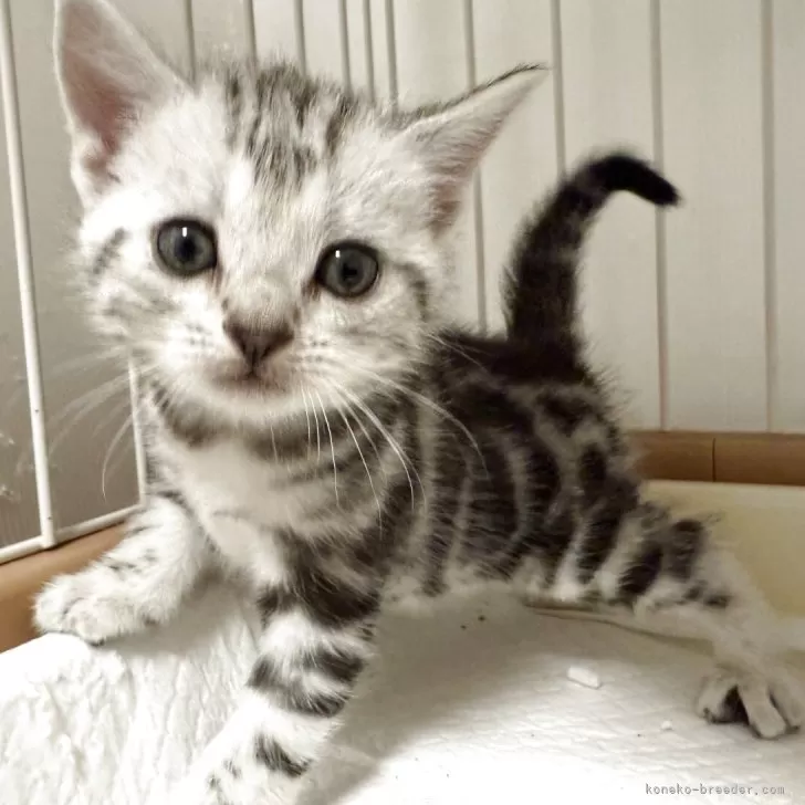 ID：2508-02074の子猫