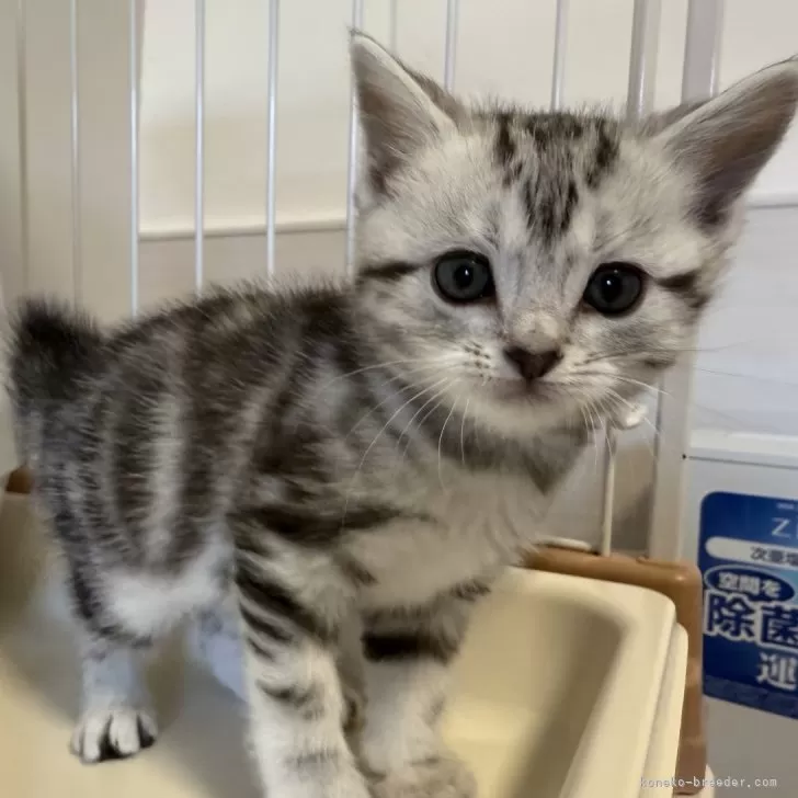 ID：2502-01964の子猫