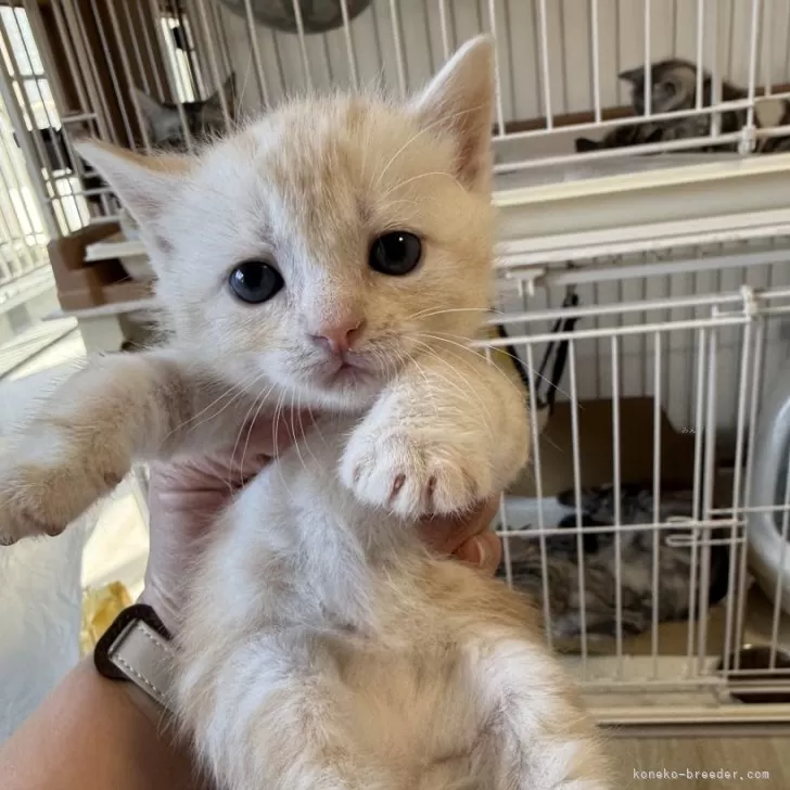 ID:2501-01308の子猫