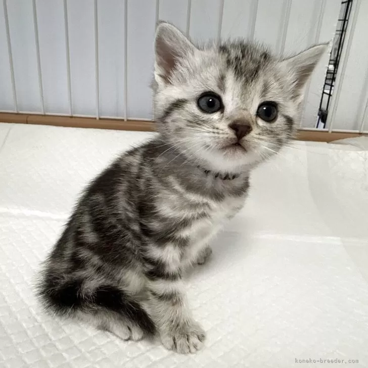 ID：2504-03382の子猫