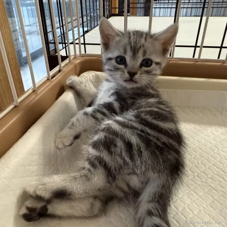 ID：2501-02515の子猫