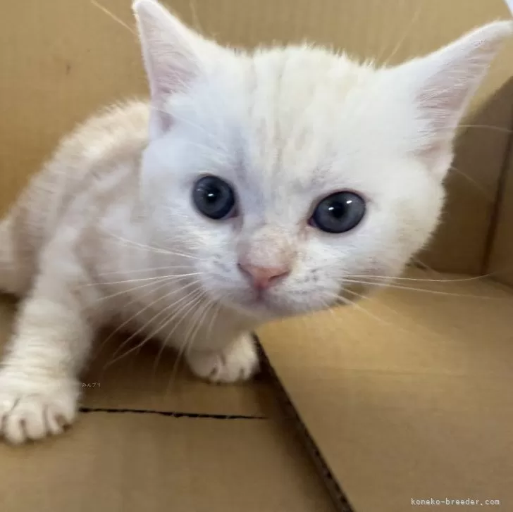 ID:2509-01511の子猫