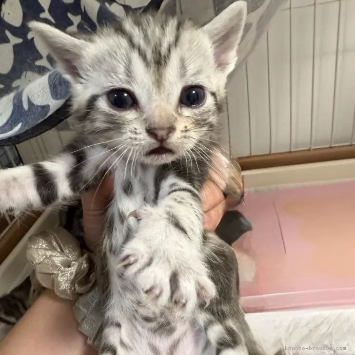 ID:2501-02473の子猫