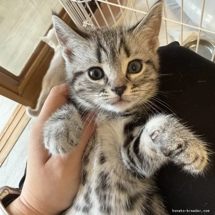 ID：2501-02470の子猫