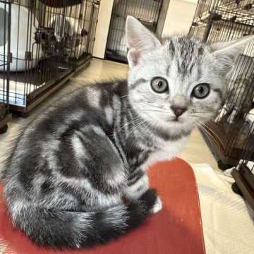 アメリカンショートヘア【東京都・女の子・2025年10月7日・シルバータビー】の写真「綺麗な毛色と愛らしいお顔♡首輪紫」