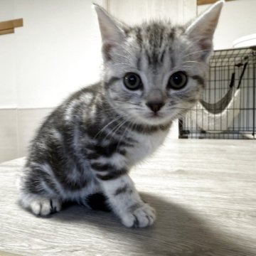 アメリカンショートヘア【東京都・女の子・2025年10月7日・シルバータビー】の写真「ぽてぽてボディと愛らしいお顔♡首輪紫」