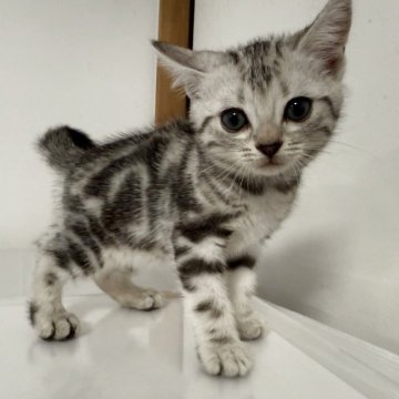 アメリカンショートヘア【東京都・男の子・2025年7月30日・シルバータビー】の写真「バランスの良い柄♡首輪黄色」