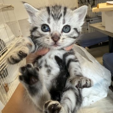 アメリカンショートヘア【東京都・女の子・2025年10月15日・シルバータビー】の写真「しっかり濃いめの柄、大きいお目目」