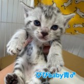 アメリカンショートヘア