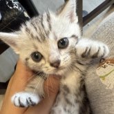アメリカンショートヘア