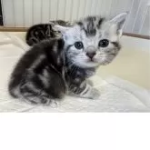 アメリカンショートヘア