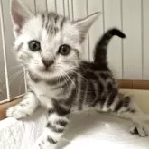 アメリカンショートヘア