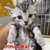 アメリカンショートヘア