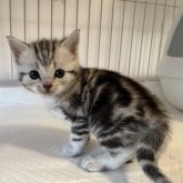 アメリカンショートヘア