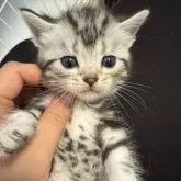 アメリカンショートヘア