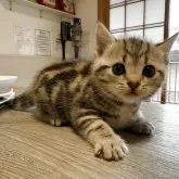 アメリカンショートヘア