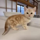 アメリカンショートヘア