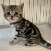 アメリカンショートヘア