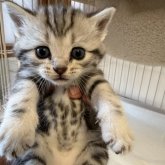 アメリカンショートヘア