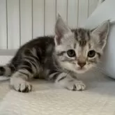 アメリカンショートヘア