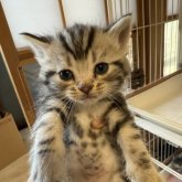 アメリカンショートヘア