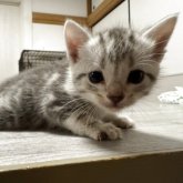 アメリカンショートヘア